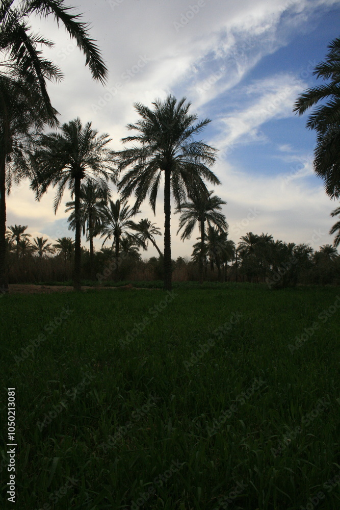 Palm Trees Silhouette Against Cloudy Sky Palm Trees Silhouette Against Cloudy Sky