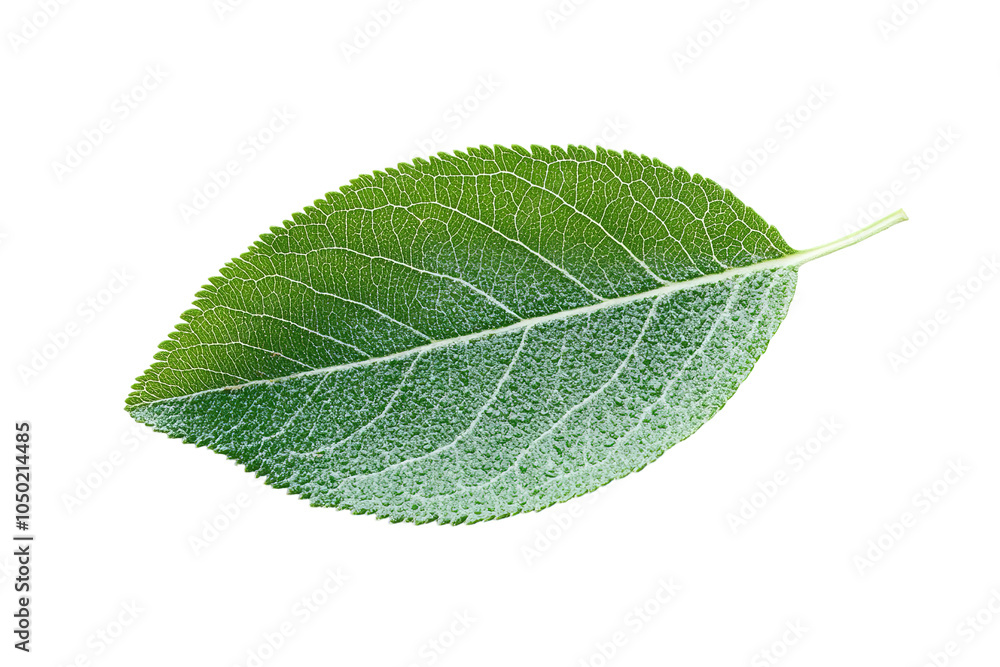 Obraz premium A leaf is shown. on transparent background. 