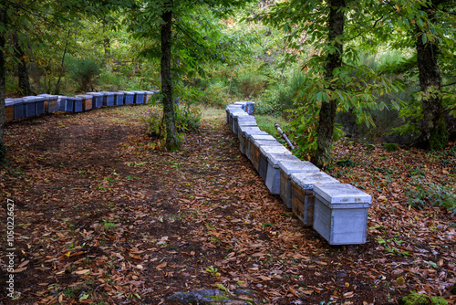 Landscape in a forest of chestnut trees with beehives.