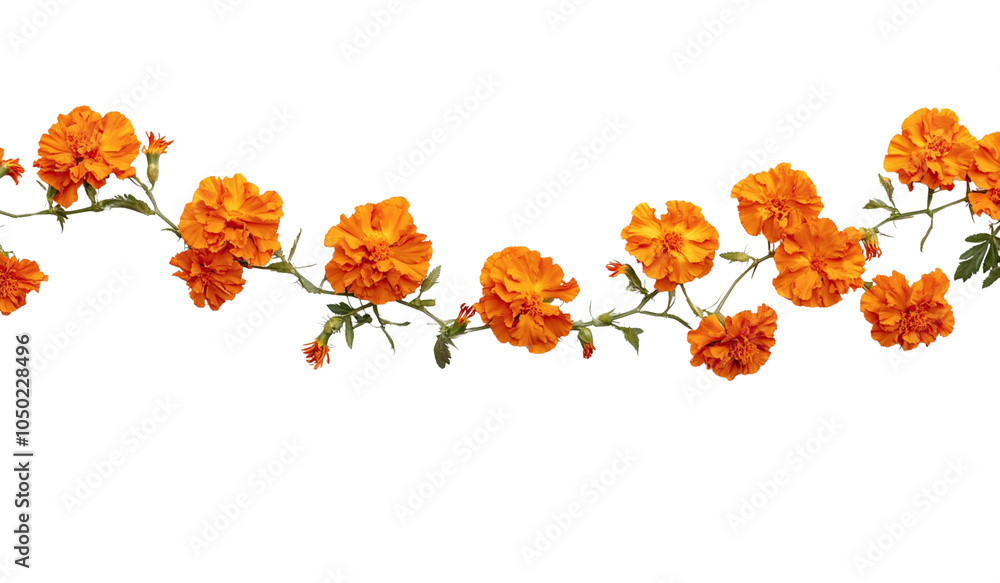 Orange marigold flower Orange marigold flower