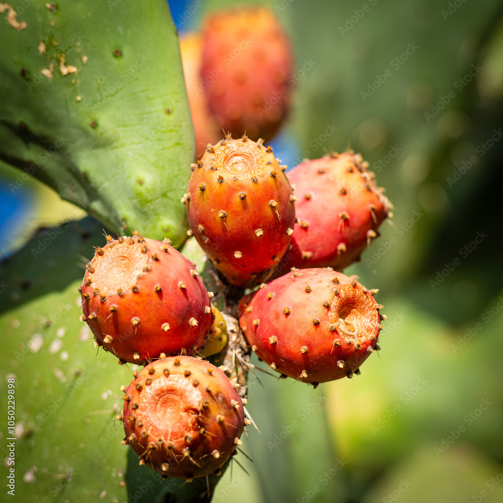 Ripe figs on the prickly pear cactus, Sardinia, Italy Ripe figs on the prickly pear cactus, Sardinia, Italy