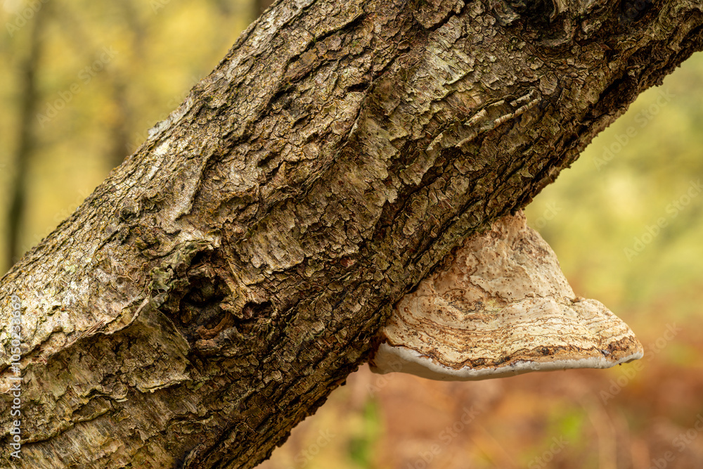 Fototapeta premium Close-up of fungi growing on a silver birch tree during autumn.