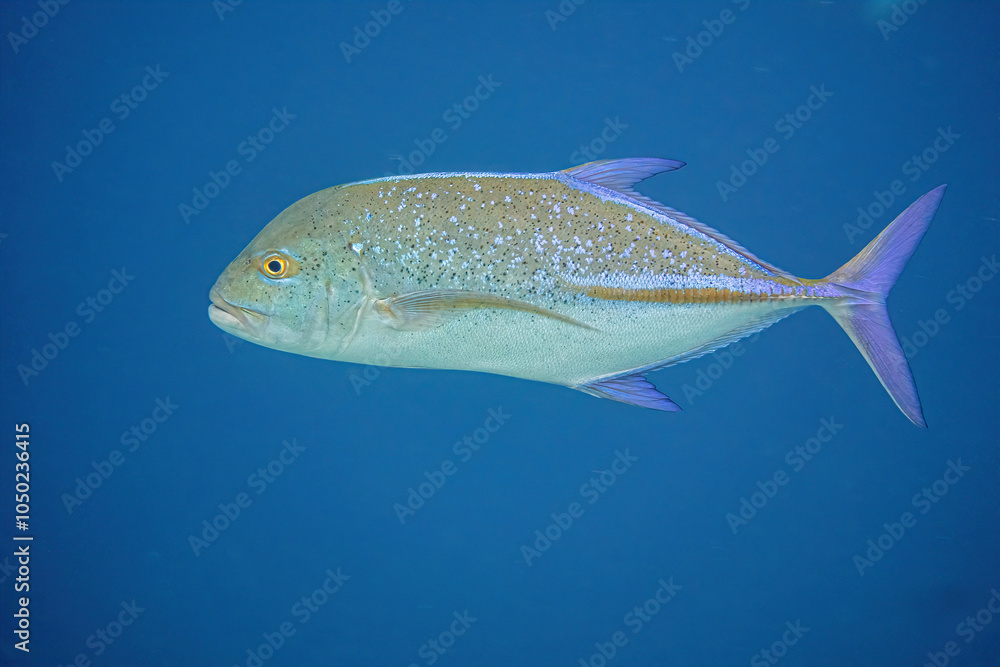 Fototapeta premium Bluefin trevally