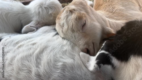 Little baby goats  sleeping in the farm