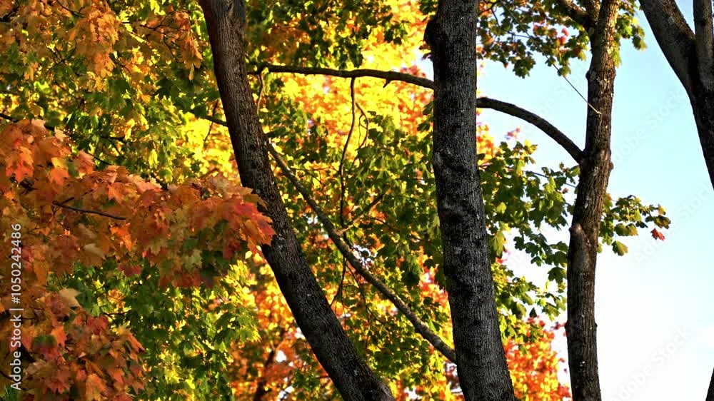 Autumn leaves turning vibrant colors in a sunny afternoon Autumn leaves turning vibrant colors in a sunny afternoon