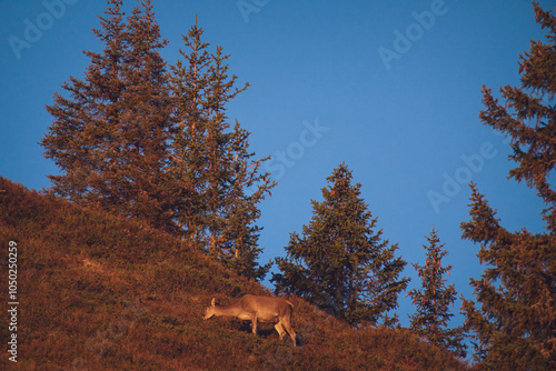 red deer female on the horizon on the mountains at the sunrise in autumn photo