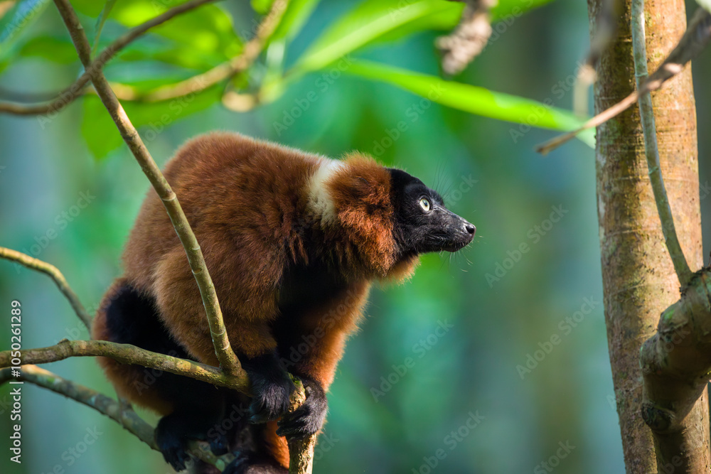 Fototapeta premium Red ruffed lemur, Masoala Hall Zurich Zoo, sitting on a branch