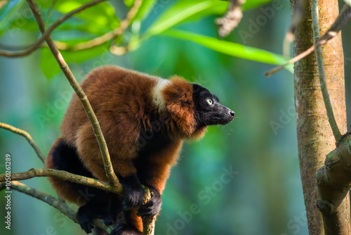 Red ruffed lemur, Masoala Hall Zurich Zoo, sitting on a branch
