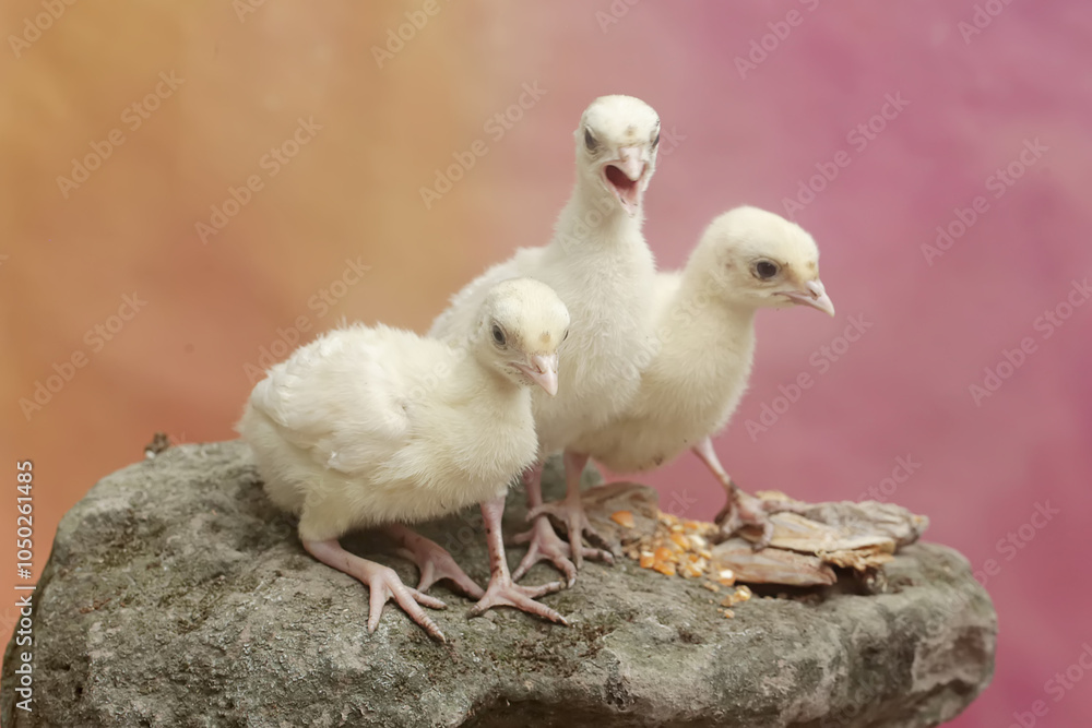 Three one-week-old turkey chicks are eating corn on a moss-covered rock. This bird, which is usually bred by humans for meat consumption, has the scientific name Meleagris gallopavo. Three one-week-old turkey chicks are eating corn on a moss-covered rock. This bird, which is usually bred by humans for meat consumption, has the scientific name Meleagris gallopavo.