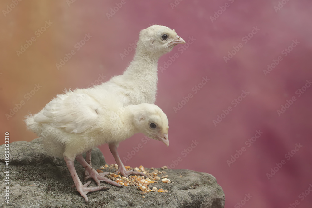 Obraz premium Two week-old turkey chicks are eating corn on a moss-covered rock. This bird, which is usually bred by humans for meat consumption, has the scientific name Meleagris gallopavo.