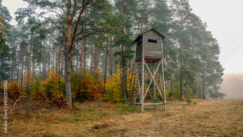 Fototapeta Naklejka Na Ścianę i Meble -  Mglisty poranek w lesie na Mazurach.