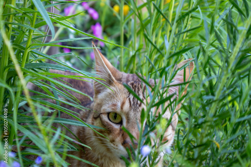 Kater in der Graswiese photo