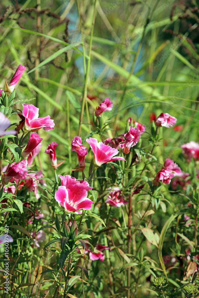 Obraz premium Patch of Satin flower blooms, Suffolk England