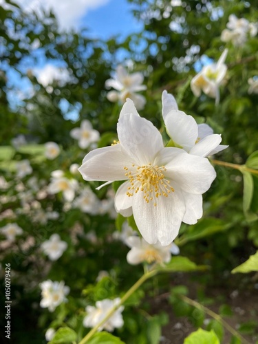 apple tree blossom