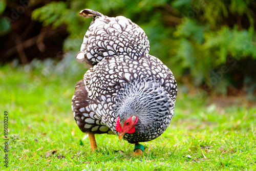 Pretty free range Wyandotte hen seen in a lush English garden.  An old Wendy house is seen in the background, used as a chicken coup. photo