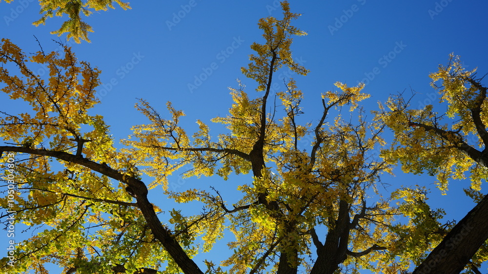 Fototapeta premium The beautiful Wshington DC city view in autumn