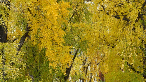 The beautiful Wshington DC city view in autumn
 photo