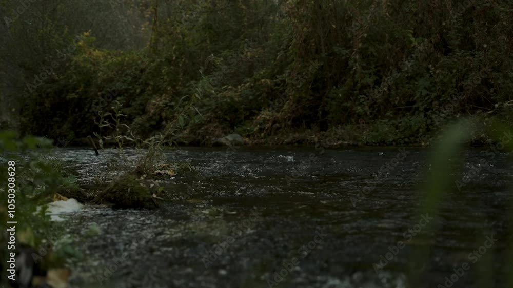 a river flowing through the forest a river flowing through the forest