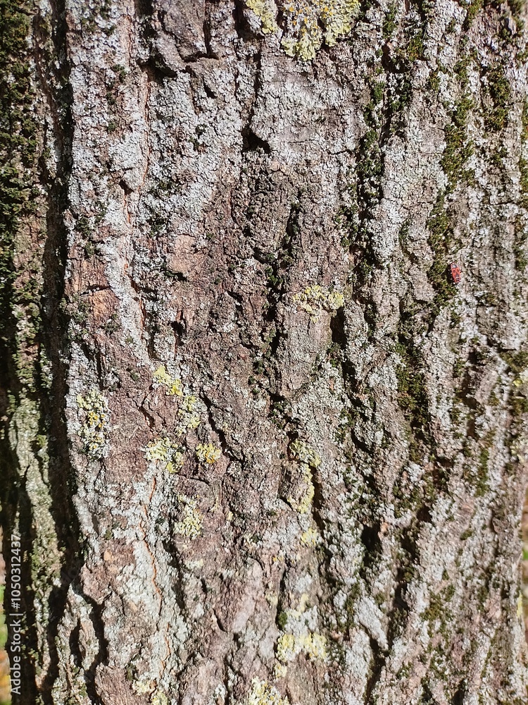 Fototapeta premium bark of a tree