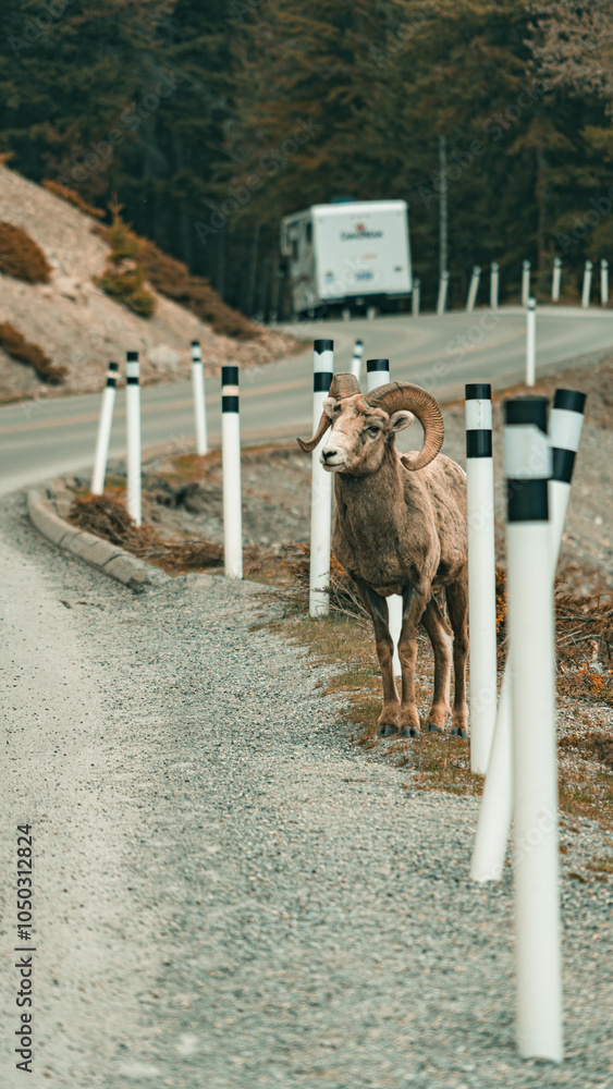 Naklejka premium goat on the fence