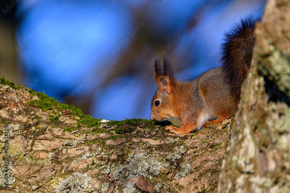 A squirrel cautiously approaches a mossy branch in a forest, highlighting its agility and curiosity as the soft morning light filters through the trees A squirrel cautiously approaches a mossy branch in a forest, highlighting its agility and curiosity as the soft morning light filters through the trees