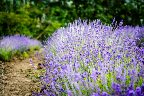 Detail of a lavender field