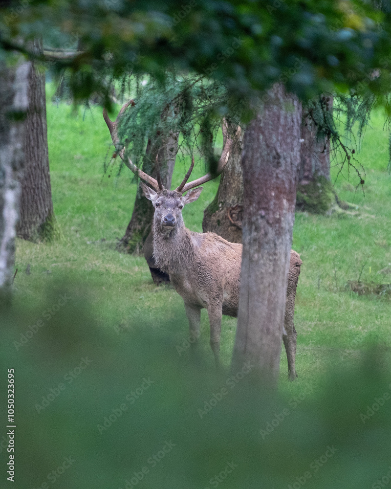 Fototapeta premium deer in the forest