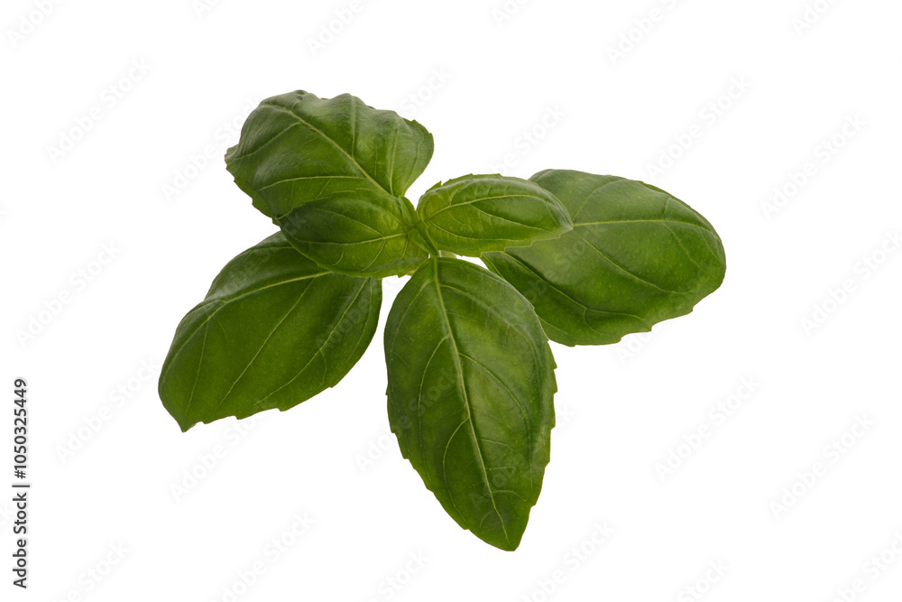 Fresh green basil isolated on white background Fresh green basil isolated on white background