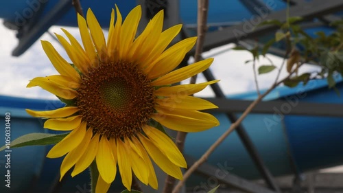 Flowers moving slowly in the wind. Nature concept, 4K