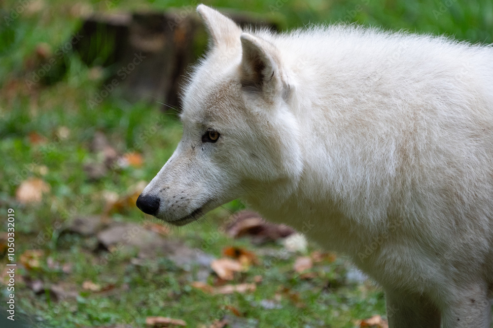 Obraz premium white wolf in the woods
