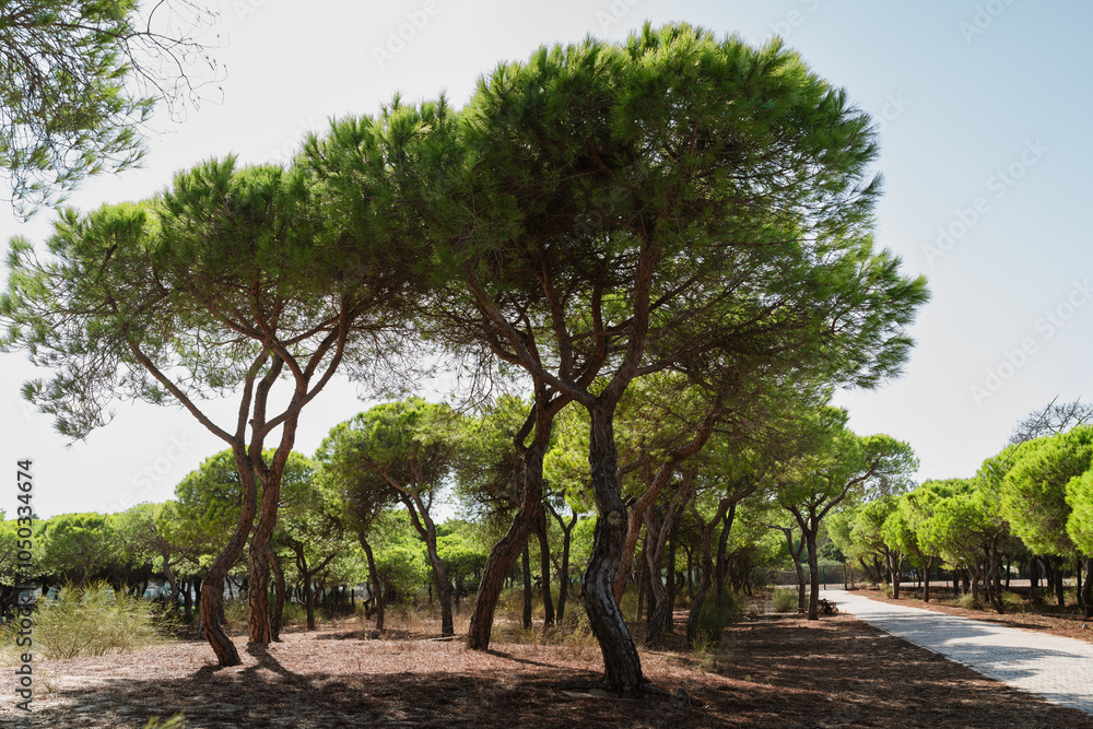 Tall stone pines with dense canopies line a quiet path in the sun. Tall stone pines with dense canopies line a quiet path in the sun.