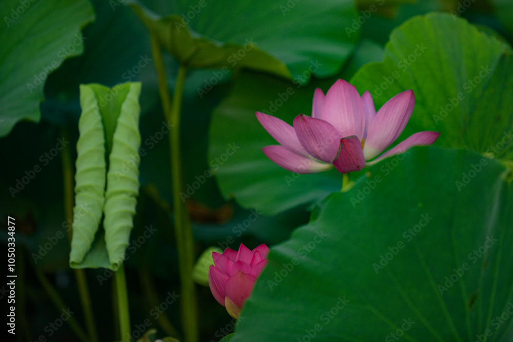 In summer, red lotus flowers are particularly bright against the backdrop of green lotus leaves In summer, red lotus flowers are particularly bright against the backdrop of green lotus leaves
