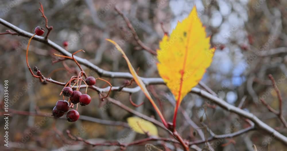 Yellow leaf with red berries on a blurred branch view, capturing a beautiful autumn scene in nature. Yellow leaf with red berries on a blurred branch view, capturing a beautiful autumn scene in nature.