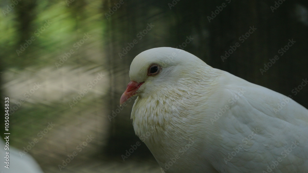 Pigeons inside their aviary at the zoo Pigeons inside their aviary at the zoo