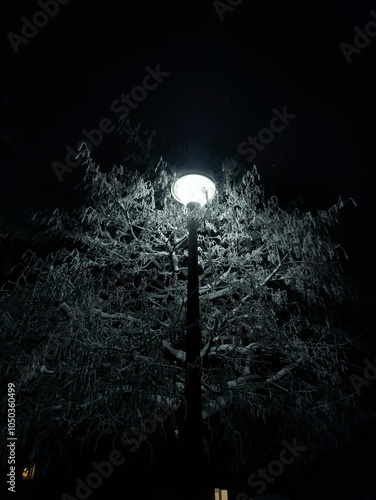 lantern and iluminated tree photo