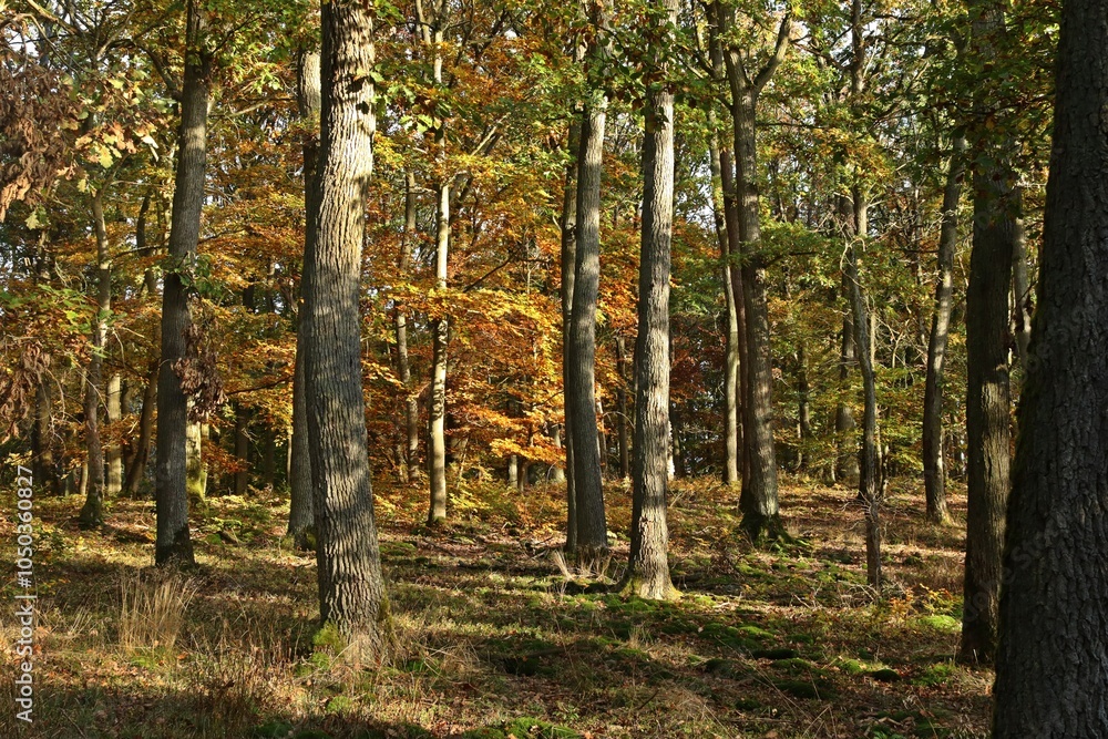Fototapeta premium Herbstwald im Nationalpark Kellerwald