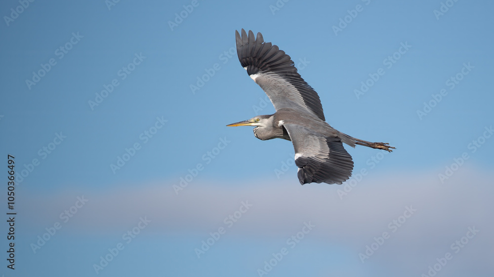 Obraz premium Grey heron in flight - Ardea cinerea