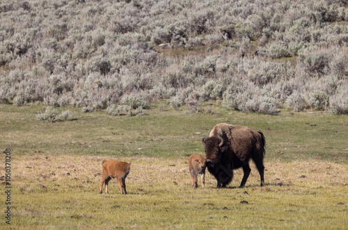 Bison Cow and Calf in Springtime in Yellowstone National Park Wyoming