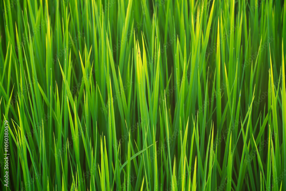 Close up greenery of rice leaves pattern with beautiful sunlight. Green nature background, environment conservation, save the earth, agriculture concept. Close up greenery of rice leaves pattern with beautiful sunlight. Green nature background, environment conservation, save the earth, agriculture concept.