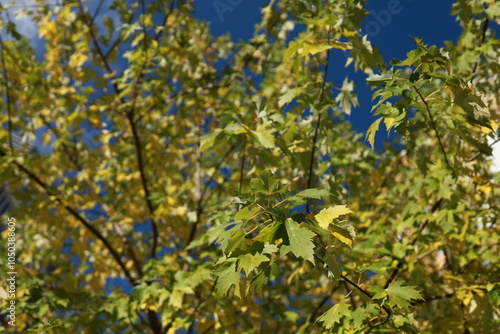 Spreading maple branches with green and yellow leaves beneath a clear sky. Autumn time.