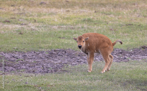 Bison Calf in Springtime in Yellowstone National park Wyoming