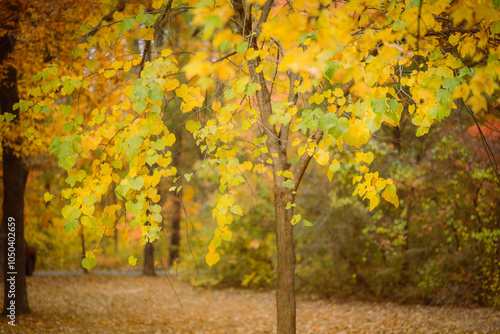 Fall colors from Northern Virginia, USA