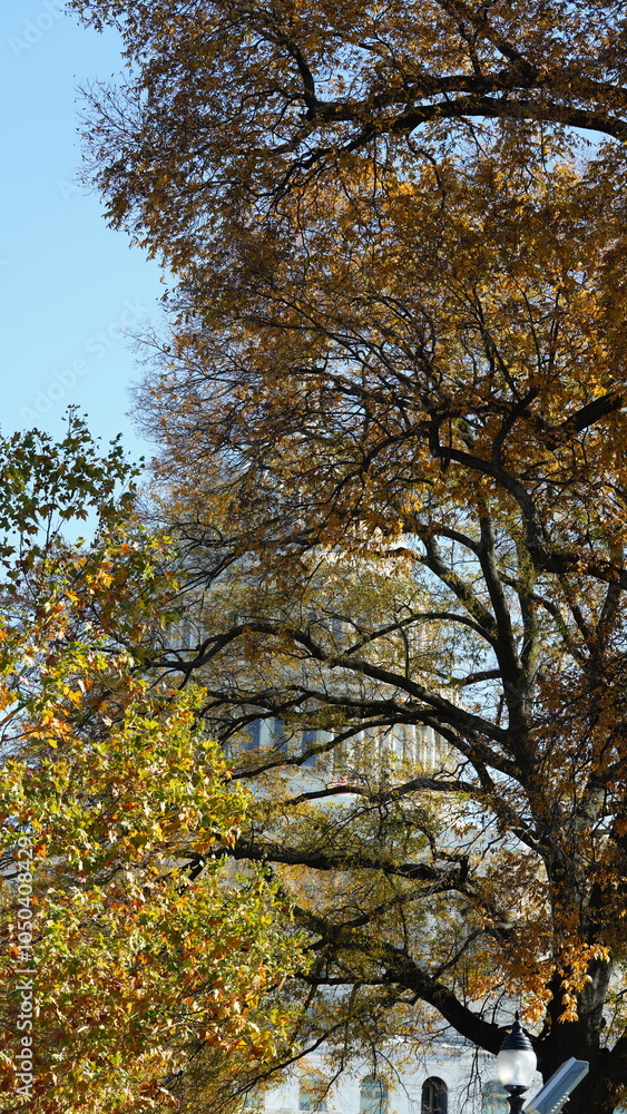 The beautiful Wshington DC city view in autumn
The beautiful Wshington DC city view in autumn