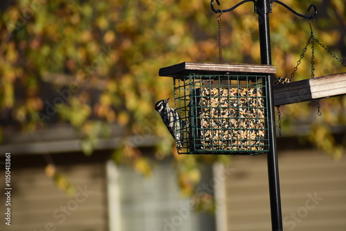 Backyard Birds - woodpecker