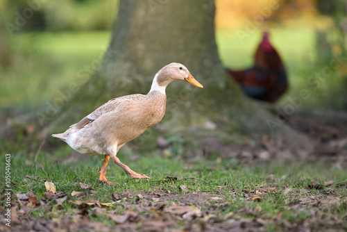 Young Indian runner duck in an autumn garden