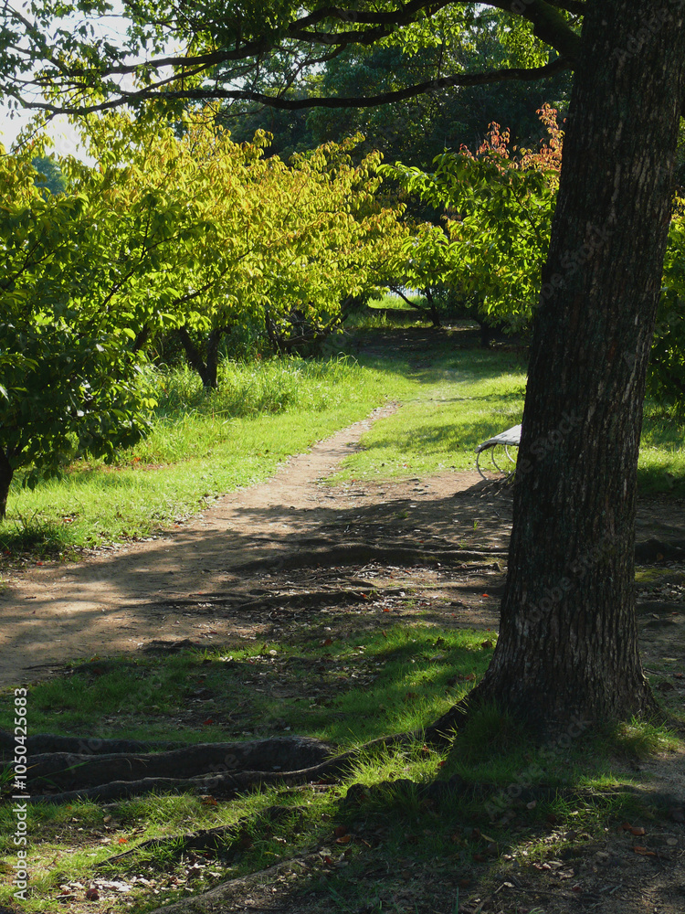 Obraz premium スポーツ公園の森の中の小道