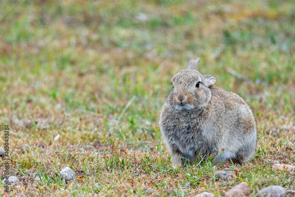 rabbit in the grass rabbit in the grass