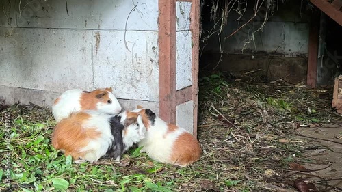 Close up photo view 4k video portrait of 3 cute guinea pigs, guinea pigs after eating grass in the cage. Breeding guinea pigs in a cage in a village.