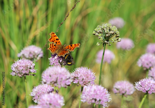 Macro of a Comma Butterfly and Bumble Bee feeding on a Ageing Allium bloom, Norfolk England
 photo