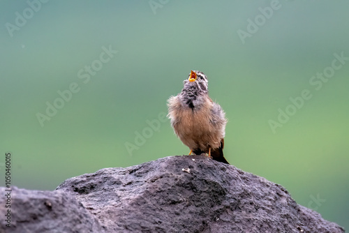 A striolated bunting calling loud during rains will sitting on a boulder on a hill on the outskirts of Pune town, Maharashtra  photo